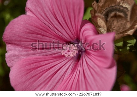 Lavatera (lat. Lavatera) blooms on the lawn in the garden. The last flowers of lavatera before the onset of cold weather.
