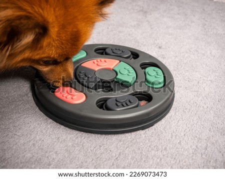 The dog is playing an intellectual game. Training game for dogs. Close-up. Royalty-Free Stock Photo #2269073473