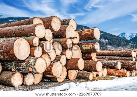 Log spruce trunks pile. Sawn trees from the forest. Logging timber wood industry. Cut trees along a road prepared for removal Royalty-Free Stock Photo #2269073709