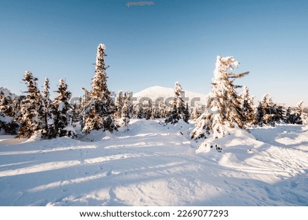 Alpine mountains landscape with white snow and blue sky. Sunset winter in nature. Frosty trees under warm sunlight. Krkonose Mountains National Park, Czech Republic, snezka