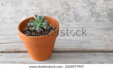 Succulent: Echeveri Cubic Frost, in a clay pot,  on white background.  Royalty-Free Stock Photo #2269077947