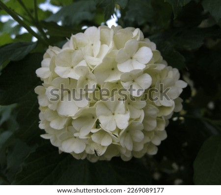 In this photo you can see Viburnum Opulus flowers
