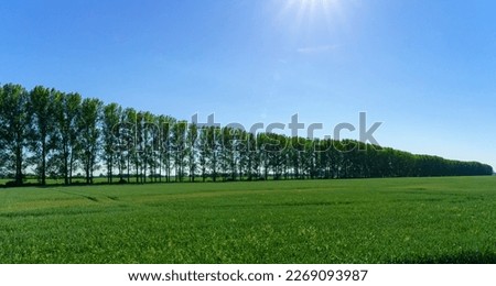 View to Oderbruch with huge trees on a field, Brandenburg, Germany Royalty-Free Stock Photo #2269093987