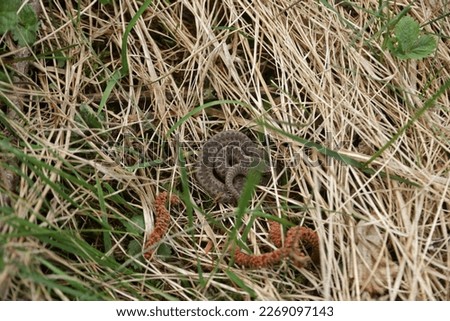European viper in the grass, in Low Beskids, Poland Royalty-Free Stock Photo #2269097143