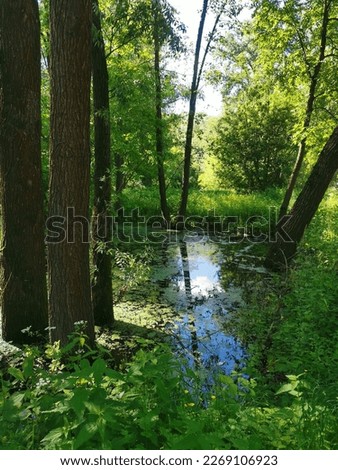 lake in the forest on a summer day