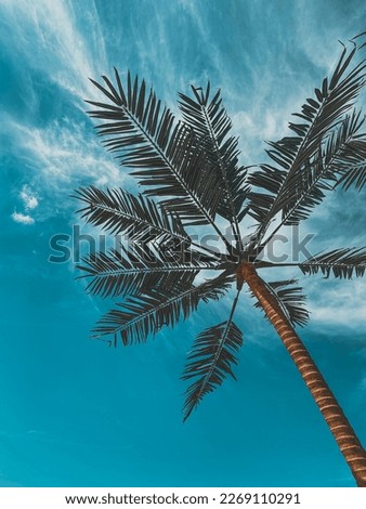 Photo of a palm tree against a blue clear sky