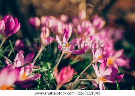 Purple crocus flowers in spring. High quality photo. Beautiful violet backgroung with flowers.