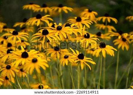Florist cultivates, grows beautiful flowers of orange and yellow colors Rudbeckia fulgida, in the garden, gloved hands close-up. Royalty-Free Stock Photo #2269114911