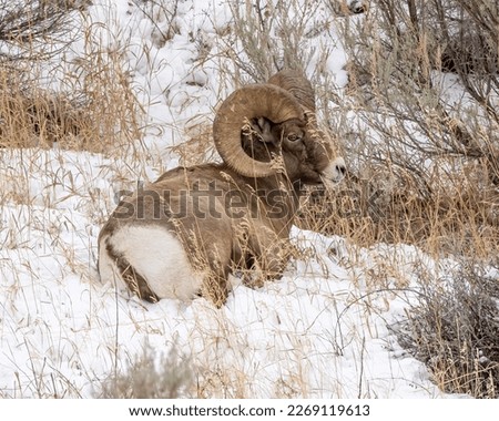 Rocky Mountain Bighorn Sheep in snow