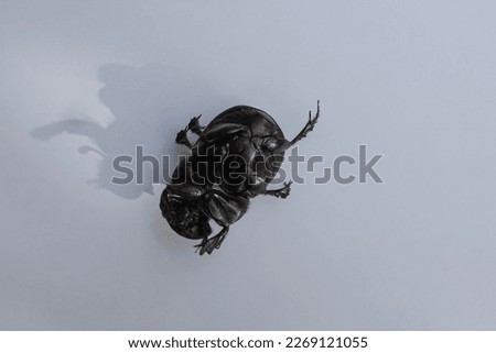Catharsius is a genus of dung beetles in the Coprini tribe in the scarab family