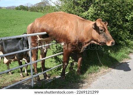 Dairy cow stuck on gate. Another cow looks on. Royalty-Free Stock Photo #2269121299