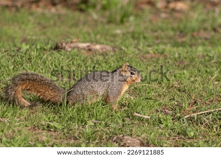 Profile of a cute, furry Fox Squirrel foraging for food in the green grass of a city park on a sunny morning.
