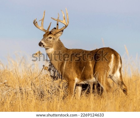 Whitetail Deer Buck standing in field Royalty-Free Stock Photo #2269124633