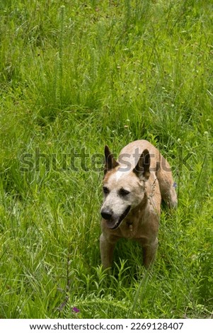 adult australian cattle shepherd dog in rural house, australian cattle shepherd concept