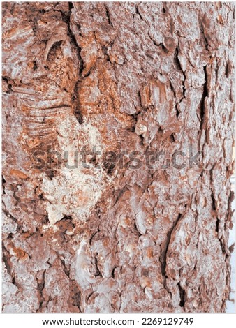 Color enhanced closeup of tree bark. old pine tree.