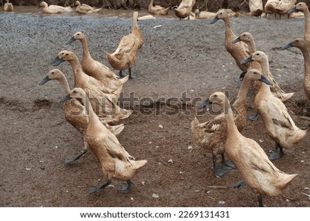 laying ducks which are a type of Javanese duck, originating from Indonesia, also called Indian runner duck, this duck is raised in Indonesia, ducks on a background of ducks farm and brown soil