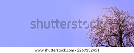 banner background of landscape with almond blossom
