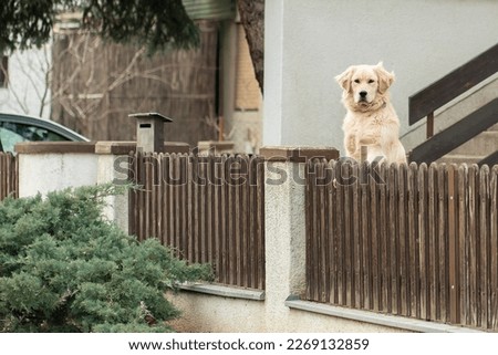 The dog looks out from behind the fence - meets the owner returning home. Good boy. Royalty-Free Stock Photo #2269132859