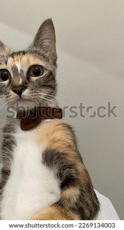 A cute cat wearing kalung Royalty-Free Stock Photo #2269134003