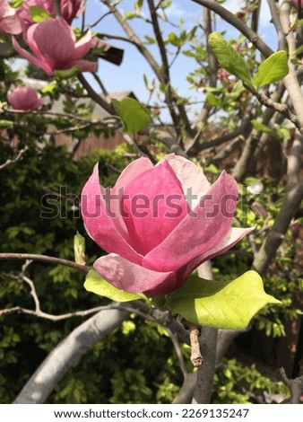 Pink magnolia flowers bloomed in spring in the garden.