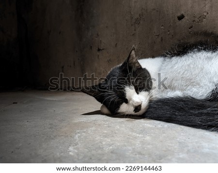 a cat whose color is black and white is sleeping in a room with dark walls