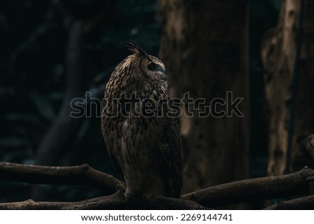 Eurasian Eagle Owl Perched on Tree StumpEagle OwlEagle Owl (bubo bubo)