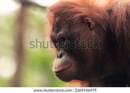 Orangutan sitting alone on the trunk of a giant tree. This highly intelligent and critically endangered species of great apes, is native and endemic to the rainforests of Borneo Island, Asia