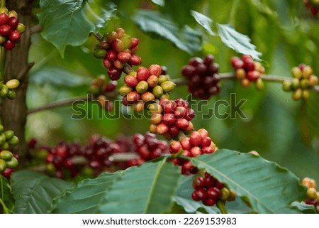 Luxuriant coffee tree with red coffee berries. Using to advertise product based on coffee. Close-up angle Royalty-Free Stock Photo #2269153983