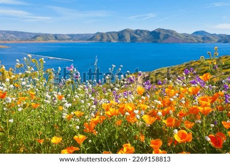 California wildflower super bloom at Diamond Valley Lake in Riverside County, one of the best place to see poppies, lupines and other colorful wildflowers Royalty-Free Stock Photo #2269158813