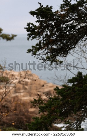 acadia tree winter landscape outdoor nature photography Maine 