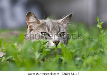 The cat peeks out of the grass, preparing for an attack, playing with a blade of grass
