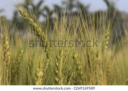 Golden wheat field and sunny day