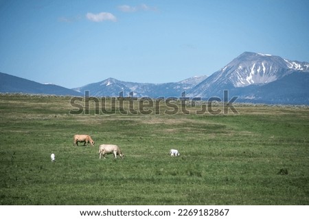 Cows on the field near the mountains.