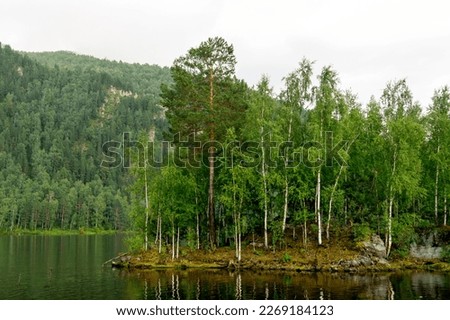 Summer landscape. A small island overgrown with trees in the middle of the river.
