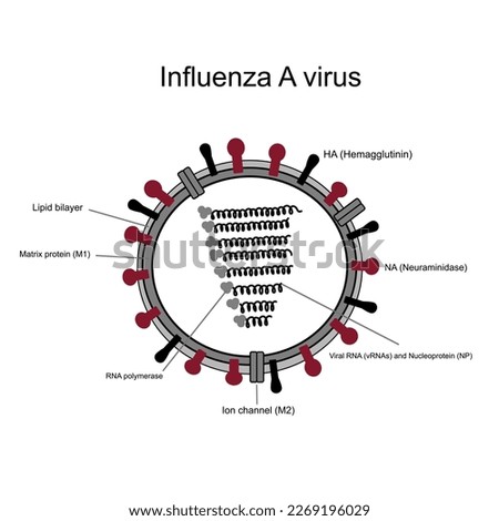 The structure of Influenza A virus that shows important components: Hemagglutinin:HA, Neuraminidase:NA, Viral RNA, Nucleoprotein, Matrix protein:M1, Ion channel:M2, RNA polymerase and Lipid bilayer.