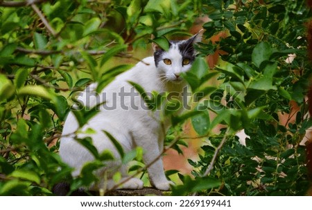 Cypriot Cat in a Garden Royalty-Free Stock Photo #2269199441