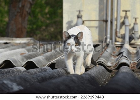 Cypriot Cat in a Garden Royalty-Free Stock Photo #2269199443