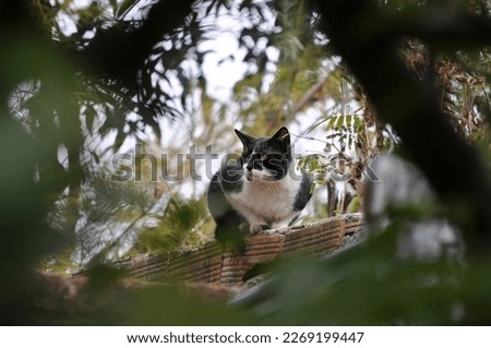 Cypriot Cat in a Garden Royalty-Free Stock Photo #2269199447