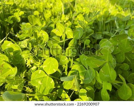 green clover leaves field background