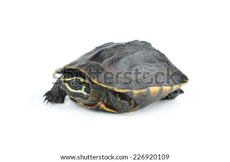  turtle isolated on white background