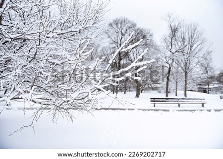 Trees and park during winter season