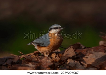 a cute beautiful bird with an orange breast, Eurasian Nuthatch, Sitta europaea, turkey