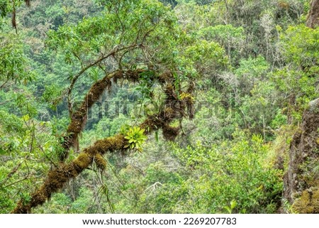 In Manu National Park, Peru, a tree branch is covered in moss, bromeliads and wild orchids, which are epiphytes that thrive in the moist environment of a mid-elevation cloud forest. Royalty-Free Stock Photo #2269207783