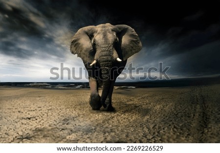 this is a very beautiful elephant picture which feels dreat to see