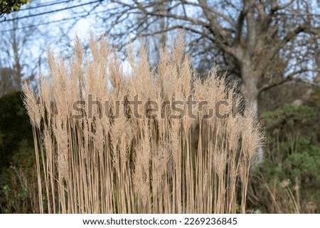 Close up of reed grass (calamagrostis)