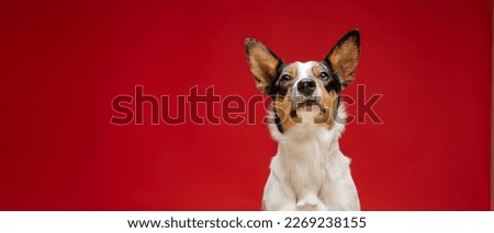 Border collie dog breed on red background. Pet training, cute dog, smart dog. Funny dog