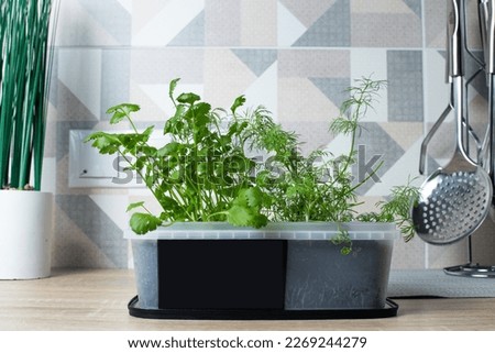 parsley and dill growing in a pot. grow seedlings at home. garden in the apartment Royalty-Free Stock Photo #2269244279
