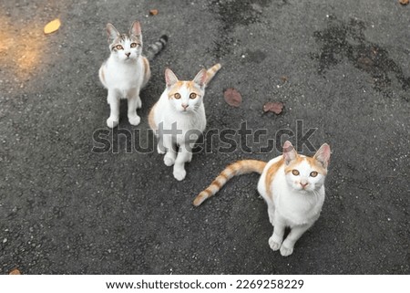 Three cats sitting diagonally side by side looking at the camera.