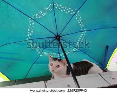 Pic of cat lay down under blue umbrella