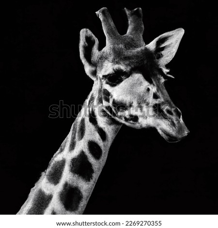 Black and White Giraffe Head Portrait